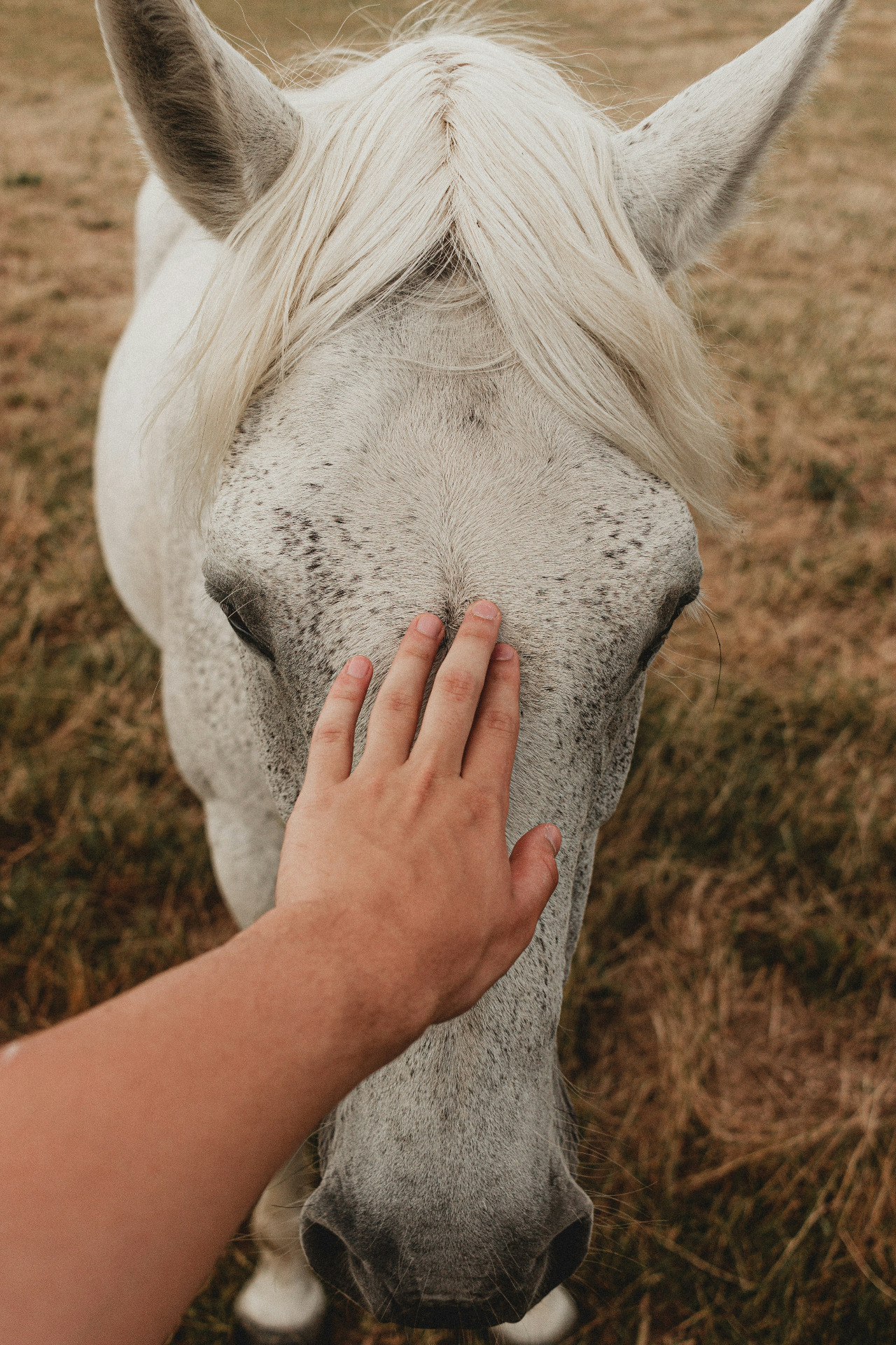 cheval et magnétisme